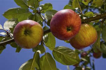 Musteri i Värmlands Nysäter 5 äpple i träd